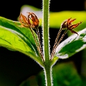 24 Pflanze-D32_8707